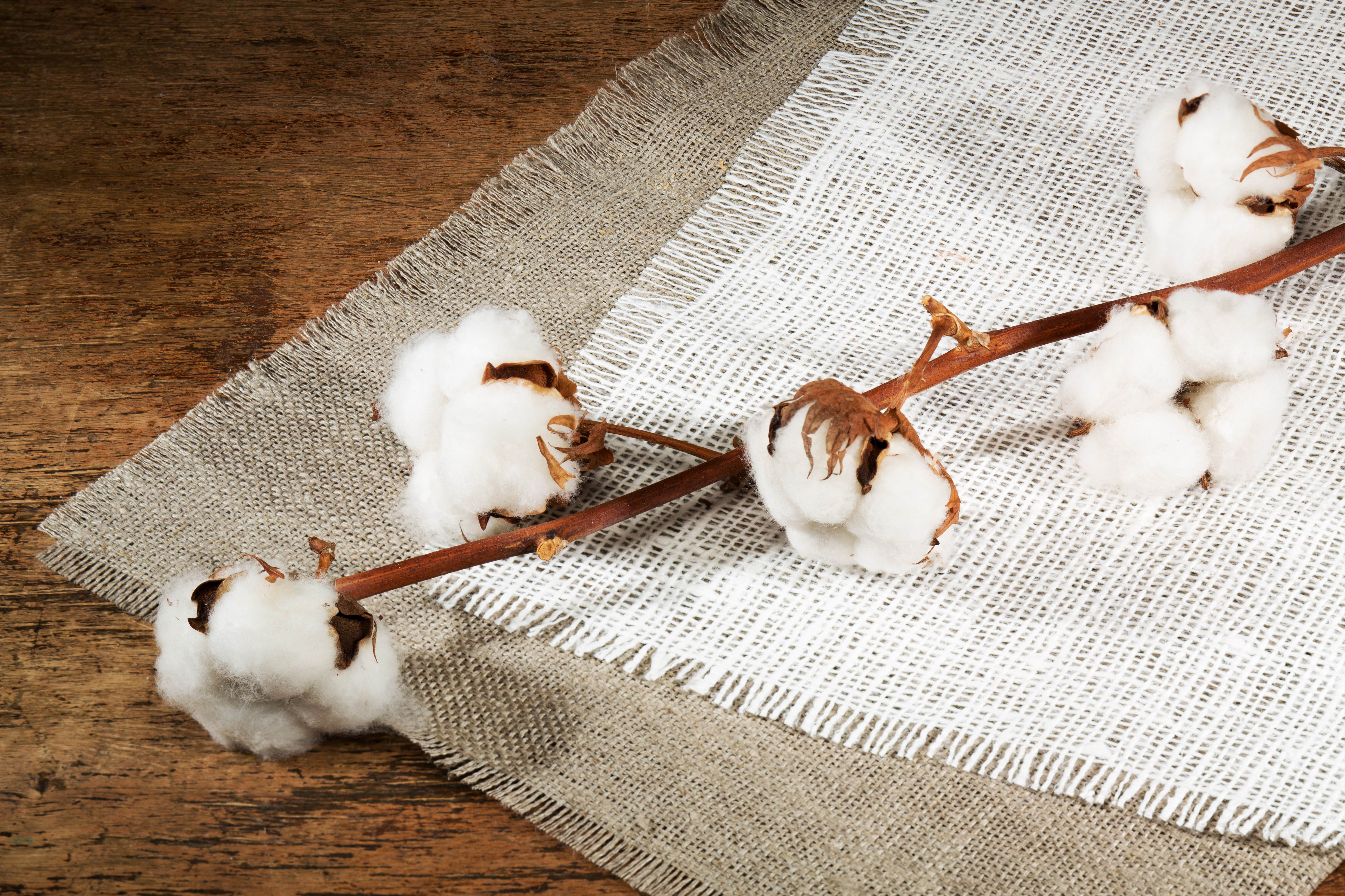 cotton branch on textile 